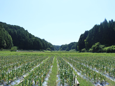 マイドルな口当たり『甲賀ジャンボニンニク』1㎏