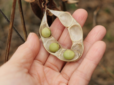 ◎自然栽培◎秘伝大豆600g《令和6年・山形県鶴岡産》