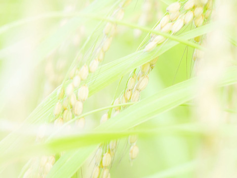 ヒトメボレ　植物性自然栽培米