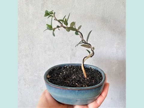 手のひらサイズ　種から育てたオリーブミニ盆栽（PS118）