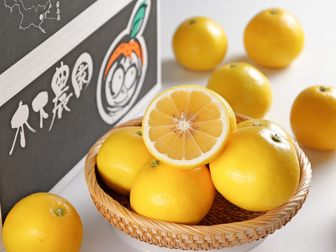 ニューサマーオレンジ(日向夏)家庭用6キロ（3キロ箱×2箱）