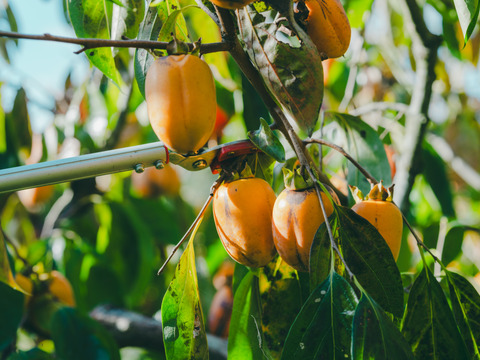 プレミアム干柿SHUKU優品15玉