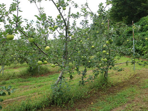 【予約販売】クッキングアップル！ブラムリー 約3kg(8～12個)