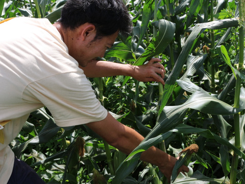 千葉市食のブランド「千」認定　三ツ星コーン12本入り