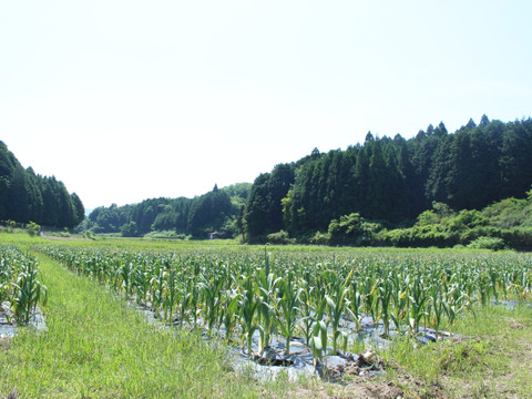 マイドルな口当たり『甲賀ジャンボニンニク』1㎏