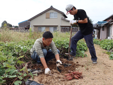 【食べチョク価格】強い甘みとねっとり感！さつまいも『紅はるか』５キロ　★農薬不使用＆無肥料栽培★　愛知県「渥美半島」産