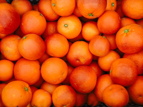 SP2 【濃厚な甘み】ブラッドオレンジ（タロッコ）1.8kg