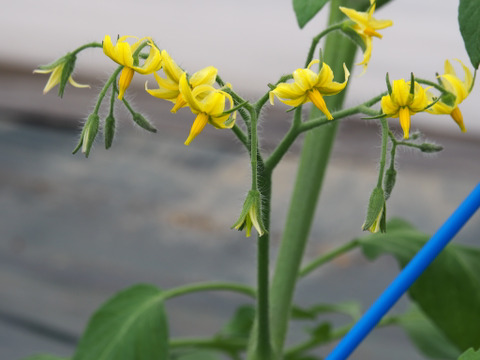 【有機肥料•農薬不使用】喉を潤すジューシーさと飽きない優しい甘み♡福井で生まれた華小町トマト！【1kg】