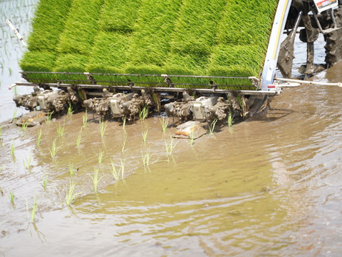 まだ間に合うクリスマス☆絶対喜ばれるおしゃれな【冬ギフト】香取市産コシヒカリ300g×3P