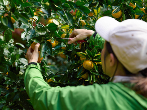 完熟ゆこう　5000g
生産量が少なくスーパーでは出回らない「幻の果実」京都の料亭では欠かせない存在であり、近年はヨーロッパのシェフたちにも愛さるローカル柑橘