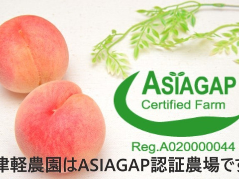 早期予約価格🍑【2024年9月上旬予約桃】1.5kg　5玉前後【ASIAGAP認証農場：津軽農園】　　安心・安全な桃　収穫した日に発送　家庭用　農家直送