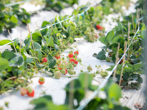 特選あまおう　ジャムセット
