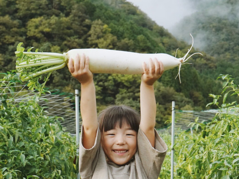 【高原大根】　≪神鍋高原、寒暖差のある地域で育まれた水分・甘みたっぷりの大根≫　兵庫県但馬産「高原大根」（２本）