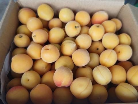 【数量限定】梅1.8kg　梅酒やシロップにも！