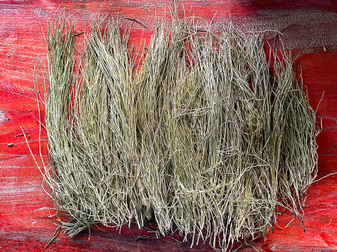 【天然スギナ】自然栽培 手摘み 1パック ネコポスでお届け