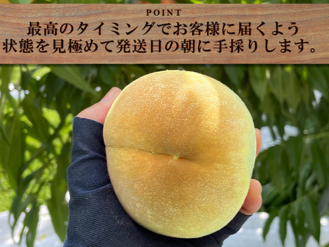 【すぐ発送！💛山梨黄金桃】約３キロ！特大～大サイズ８～１1個！一度食べたら忘れられない山梨の黄金桃をお届け！