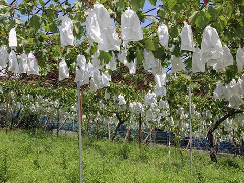 【予約受付】『巨峰』強烈な甘さと溢れそうな果汁！種無し巨峰２ｋｇ