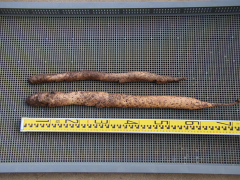 自然薯　2057ｇ（25-1-08）