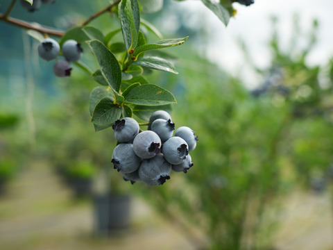 農園一押し！皮が柔らかな樹上完熟冷凍ブルーベリー1ｋg＜ジュエル＞2025