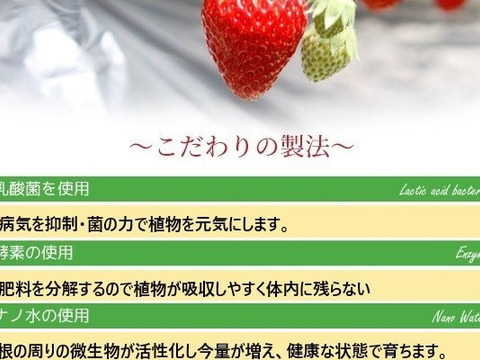 【小粒中心】サイズいろいろバラ詰めいちご（紅ほっぺ）700ｇ×2箱