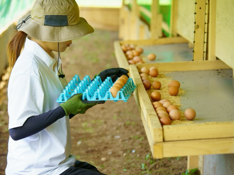 平飼いたまご 24個（6個×4パック）