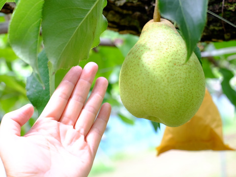 【希少】甘熟☆鴨梨（ヤーリー）別名-香り梨　3kg 　届いてすぐに召し上がれる甘熟をお届け＊庄内甘熟梨