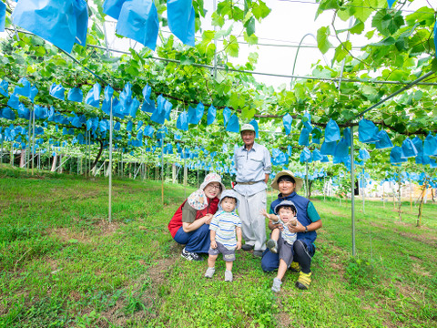 【8月中旬～、北海道、沖縄、離島のお客様はコチラ】たっぷり入って大満足！ シャインマスカット摘み落とし粒 1キロ 1kg