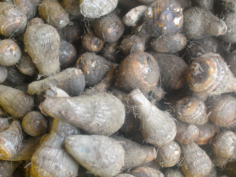 千葉県産「土垂れ里芋」栽培期間中農薬不使用！（サイズ無選別）