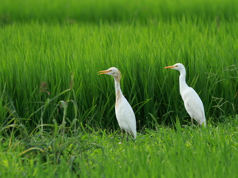 一等米✨【令和7年新米】栽培期間中農薬不使用【コシヒカリ玄米２４ｋｇ】天然資材＆有機質肥料のみ🌱1年間【農薬・化学肥料・除草剤・動物性堆肥不使用】食べチョクAW2023米穀類１位🥇【エコ】