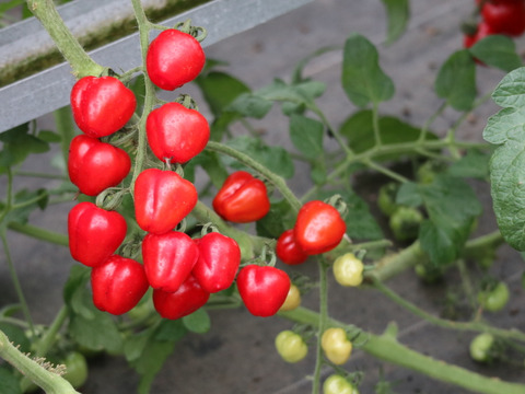 フルーツトマト