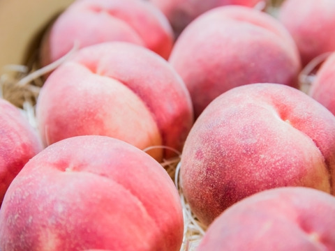 【早期予約価格】希少な桃　美桃紅　1.5kg 5玉前後　8月下旬　収穫した日に発送　家庭用　農家直送【朝どれ】