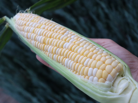 生でも食べられるとうもろこし（ドルチェドリーム）　6本入り　朝どれ