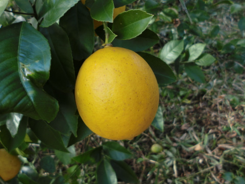 【数量限定 皮も使える無農薬柑橘】自然栽培キウイとレモン・カボス・橙の柑橘セット