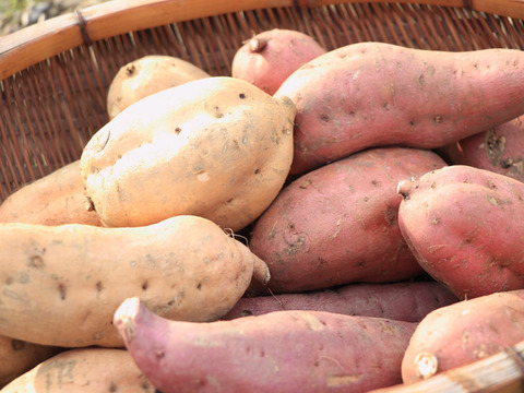 【熟成さつまいも3種食べ比べ】種類別の蜜たっぷりの焼き芋を贅沢に楽しめる〈厳選〉安納芋・紅はるか・安納黄金（6kg）🍠🍯ひとつひとつ紙に包んでお届けでプレゼントにも大人気🎁✨熨斗承ります！