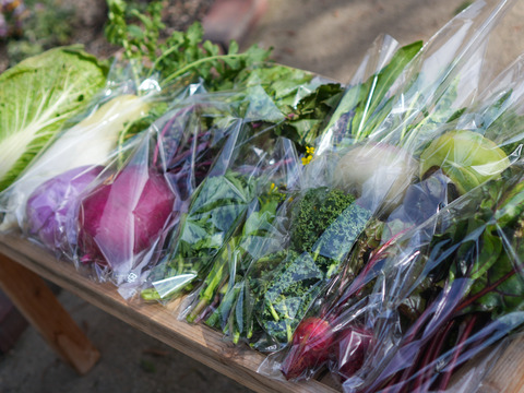 こだわり！ふるるの冬野菜セット10種程度・5㎏