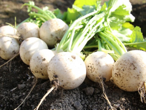 【今が旬】四季の野菜セット