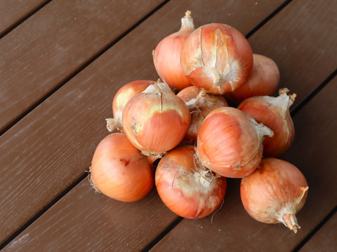 【農薬・化学肥料不使用】【約5キロ】長野伊那谷のたまねぎ