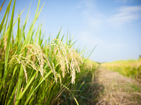 令和7年産【愛知のご当地米！あっさり味がおかずに合う♪】特別栽培米・大地の風白米5ｋｇ