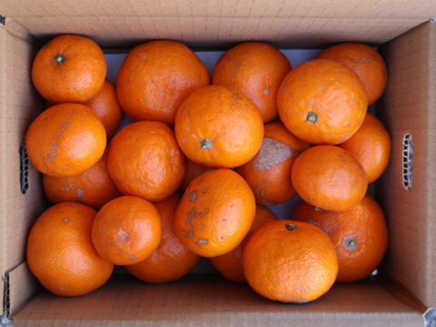 【冬ギフト】農家直送！有田みかん2kg≪訳あり（サイズ混合）≫【平武農園】～蛍飛ぶ町から旬の便り～　和歌山｜有田｜田口｜ギフト｜こだわり　産地直送　お取り寄せ