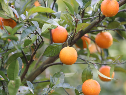 【希少！国産ブラッドオレンジ使用】陽だまりファーム　ブラッドオレンジジュース 　ストレート 100% （720ml×1本）