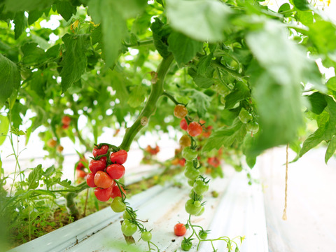 『希少』チェリートマト使用　飲み比べチェリートマトジュース180ml×5本入