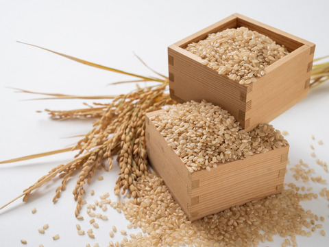 【令和5年度産玄米】🌾長崎県認定特別栽培米ひのひかり10㎏🌾宮下さんちのおいしいお米