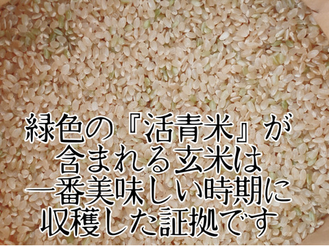 京都の料亭御用達【玄米】20kg 　コシヒカリ　特別栽培米 令和4年産 京丹波産 一等米