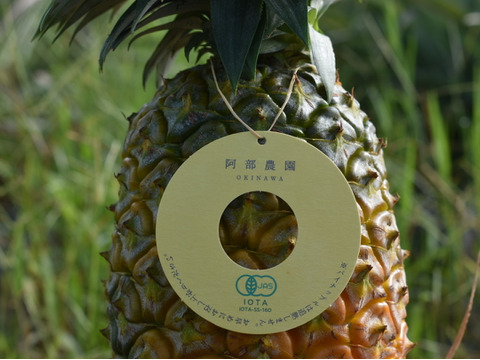 【有機JAS認証】お試し用・ご家庭用に！小玉・規格外パイナップル詰め合わせ　約３kg(３～９玉）