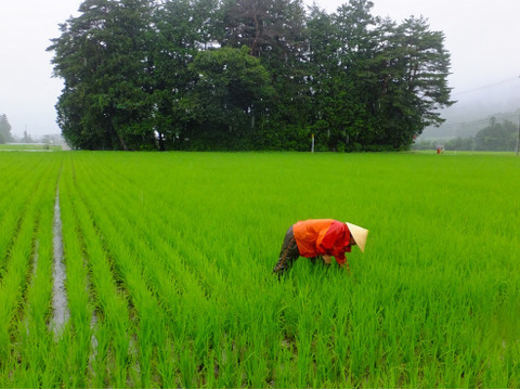 北アルプス山麓　自然栽培米　天日干し　朝日　玄米3㎏