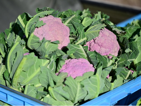 食卓を彩る！紫カリフラワーLサイズ　3個