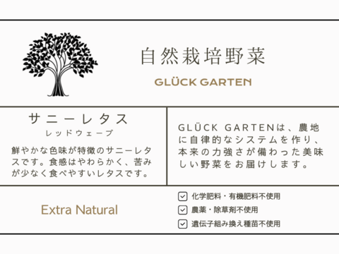 朝採れ！自然栽培の極上サニーレタス　250g×6個セット