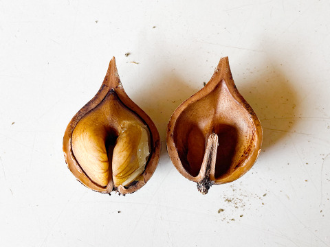 【数量限定】国産くるみ 山グルミ オニグルミ 栽培期間中農薬不使用 150g