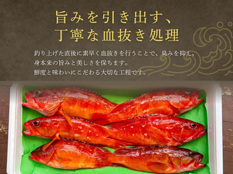 【夏季限定】宮崎の天然アカハタ（1.5kg）｜8月末まで発送