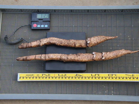 自然薯　3123ｇ（25-1-07）